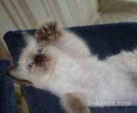 Chaton ragdoll de race pure