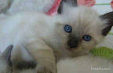 Chaton ragdoll de race pure