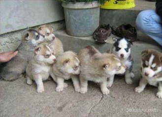 Chiots husky pure race
