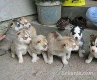 Chiots husky pure race