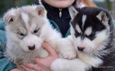 Chiots husky pure race