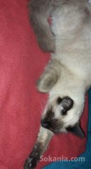 Belle siamoise a vendre