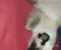 Belle siamoise a vendre