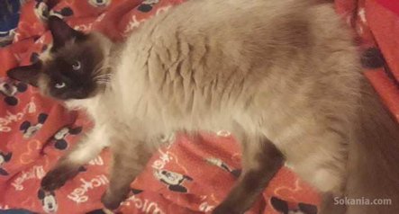 Belle siamoise a vendre