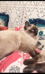 Belle siamoise a vendre