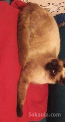 Belle siamoise a vendre