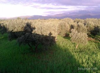 Terrain 700 m² a vendre a ourika