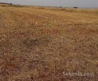terrain agricole de 3000 m a vd a tiflet