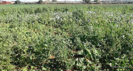 Ferme agricole titré (35000) à ain harrouda