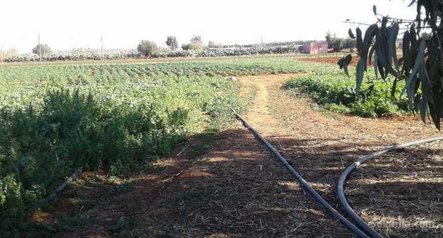 Ferme agricole titré (35000) à ain harrouda