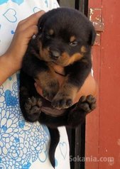 Chienne rot pur