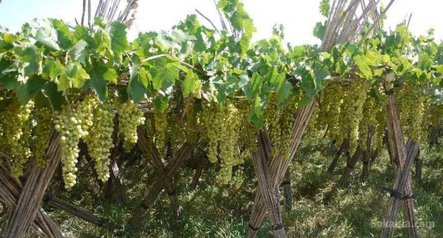 Ferme de 4,5 ha a Loudaya