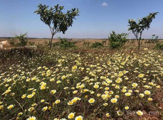 Terrain de 30000 m2 Autre secteur Agriculturelle