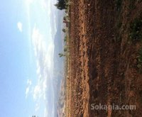 terrain agricole