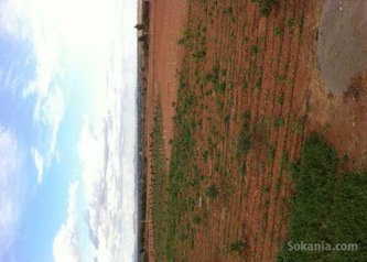 Terrain agricole