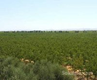 Terrain agricole titré à vendre sur la RN Meknès-K