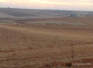 Terrain agricole de 1 hectare