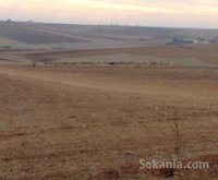 Terrain agricole de 1 hectare