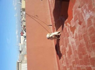 Chien labrador sablé