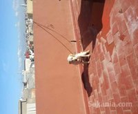 chien labrador sablé