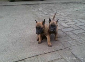Chiots berger malinois