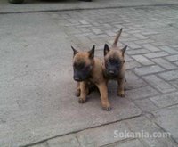 chiots berger malinois