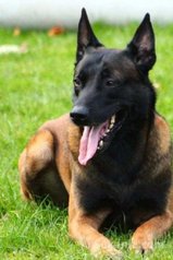 Chiots berger malinois