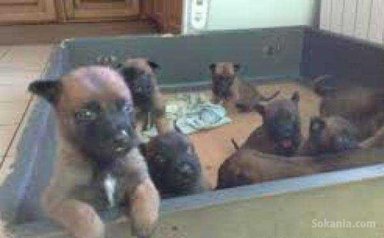Chiots berger malinois