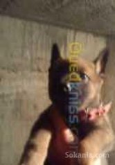 Chiots berger malinois