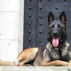 Chiots berger malinois