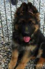 Chiots berger royale