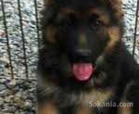 chiots berger royale