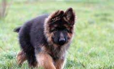 Chiots berger royale