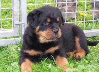 Chiots rottwiler royale