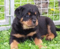 chiots rottwiler royale