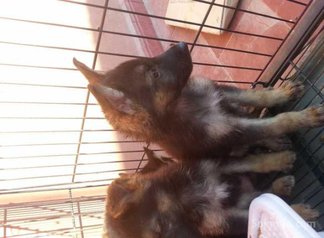 Chiots berger royale