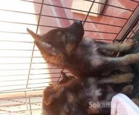 chiots berger royale