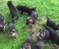 chiots berger allemand