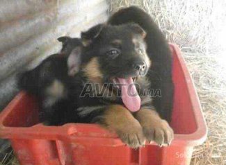 Chiots berger allemand