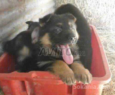 chiots berger allemand