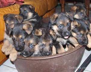 Chiots berger allemand