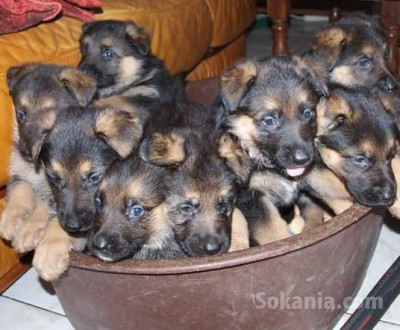 chiots berger allemand
