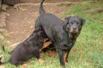 Chiots rottwiler royale