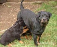 chiots rottwiler royale