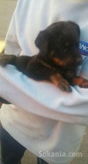 Chiots rottwiler royale