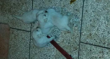 Chiots Labrador