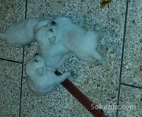 chiots Labrador
