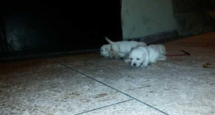 Chiots Labrador