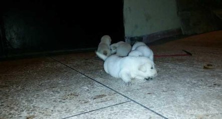 Chiots Labrador
