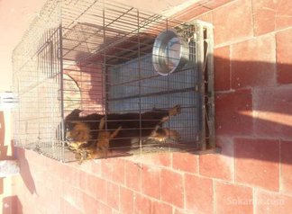 Chiots rottwiler royale